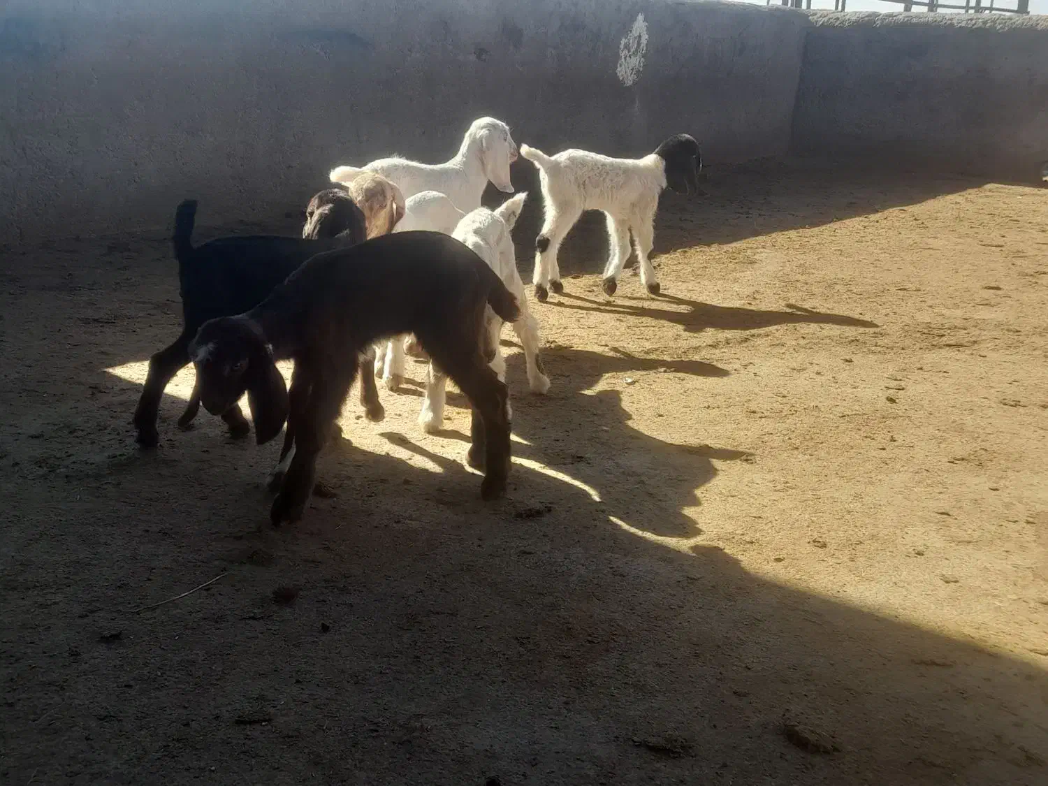 بره وبزغاله شیری|حیوانات مزرعه|تربت‌حیدریه, فردوسی جنوبی|دیوار