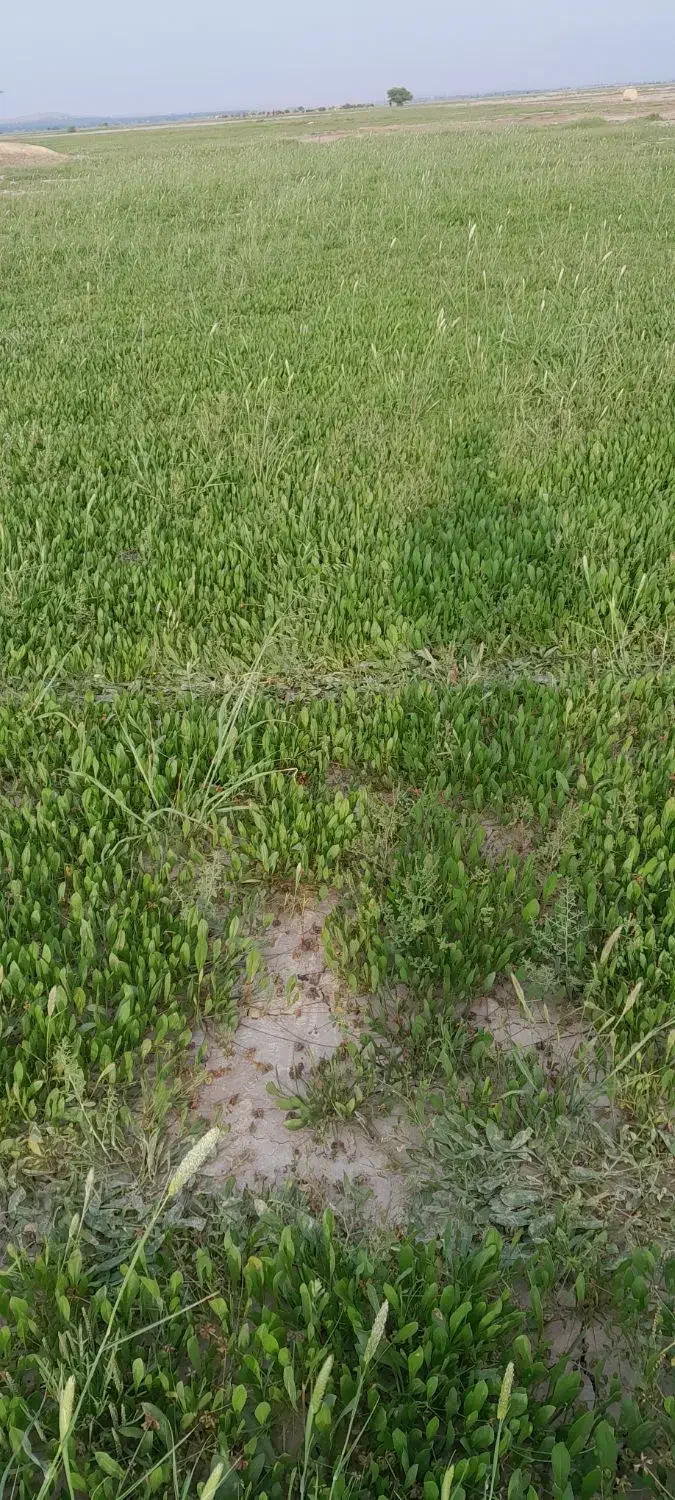 زمین کشاورزی ۱۰ هکتار دشتی اسماعیل خانی|فروش زمین و ملک کلنگی|آبپخش, |دیوار