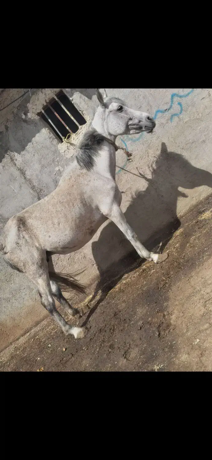 اسب|اسب و تجهیزات اسب‌سواری|اردبیل, |دیوار