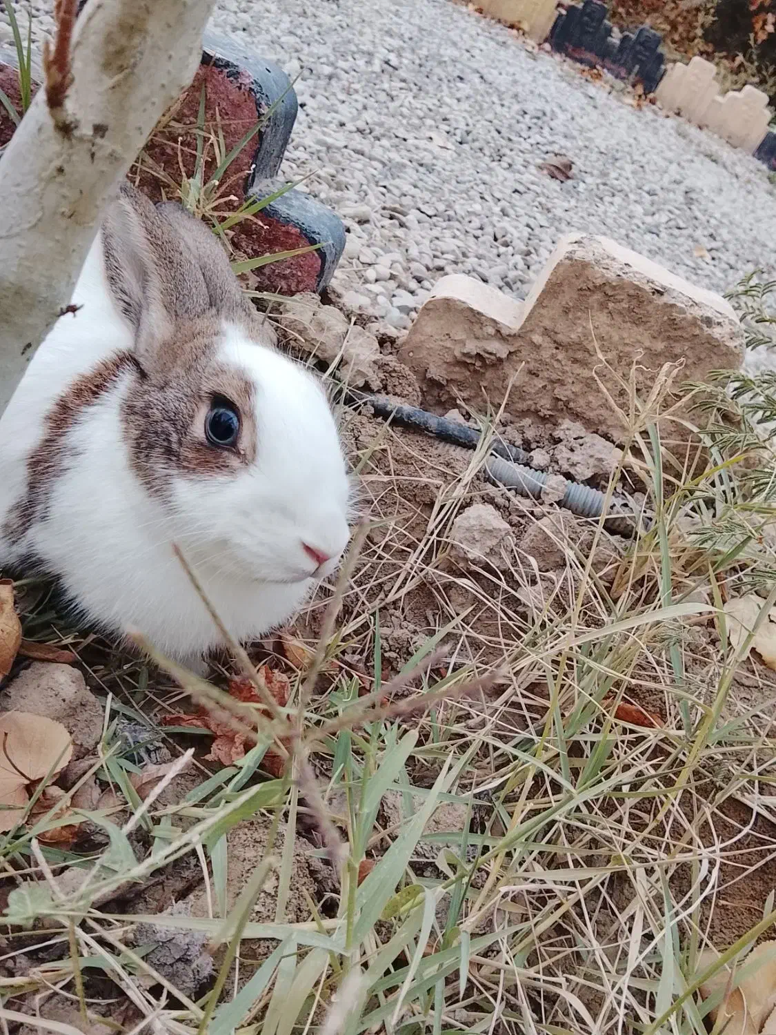 خرگوش خوب قشنگ هست خوشگل هست سالم هست|موش و خرگوش|رباطکریم, وهن آباد|دیوار