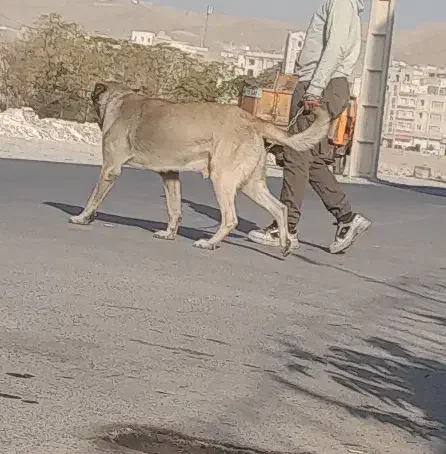 واگذاری سگ سرابی نر ( فروشی نیست)|سگ|قدس, شهرقدس|دیوار