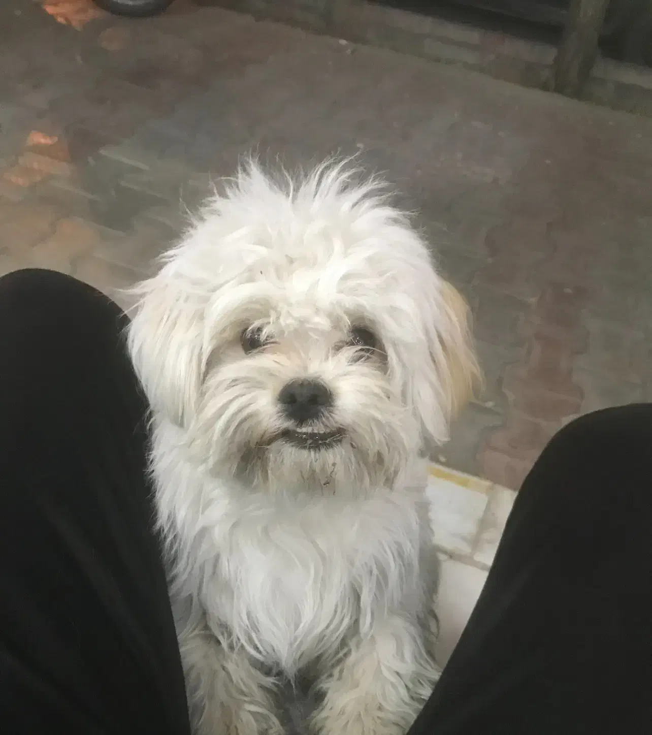 گمشده سگ شیتزو|حیوانات|سبزوار, پاسداران|دیوار