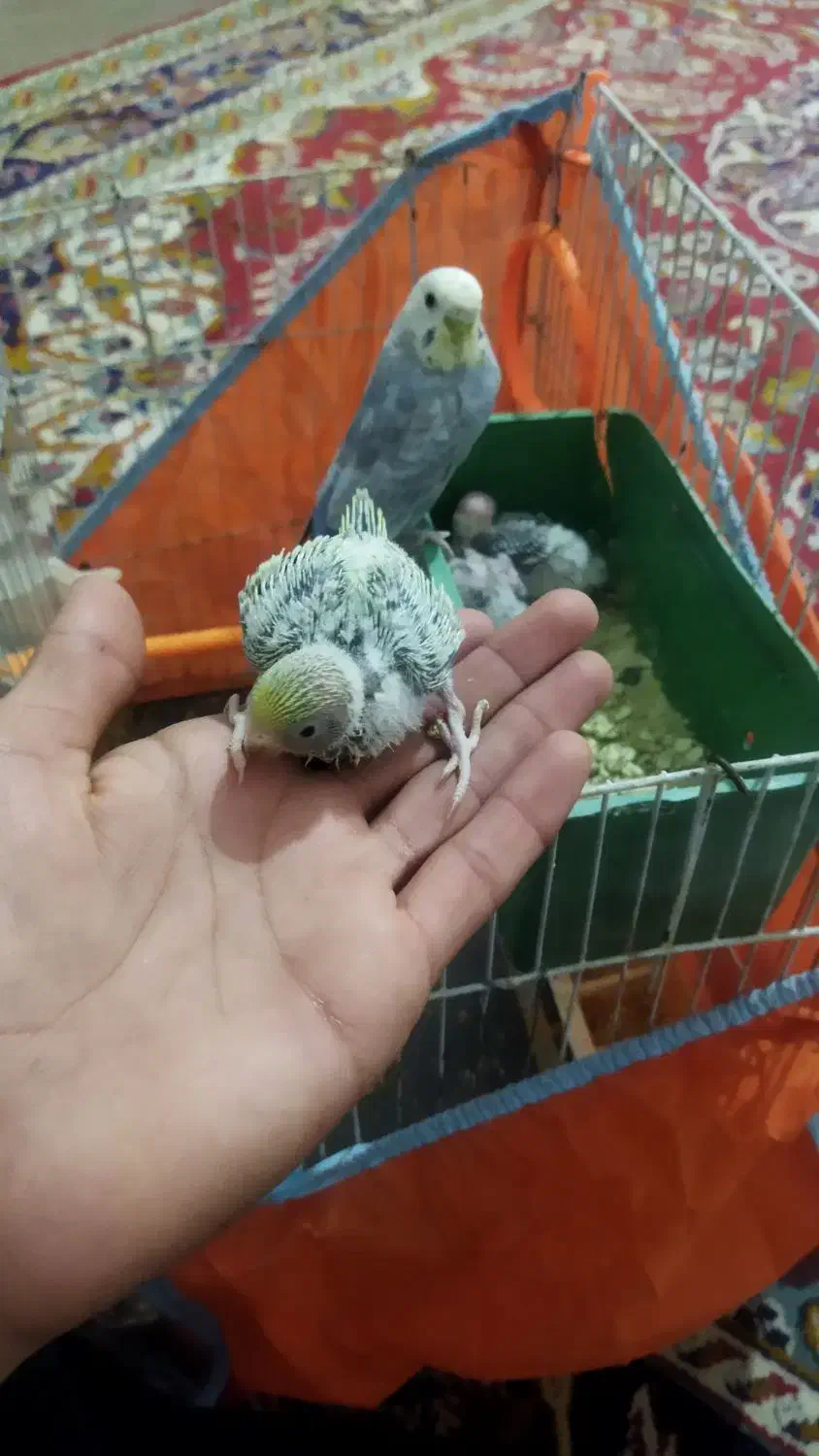 جفت مرغ عشق مولد با سه تا جوجه گم شده|حیوانات|زابل, |دیوار