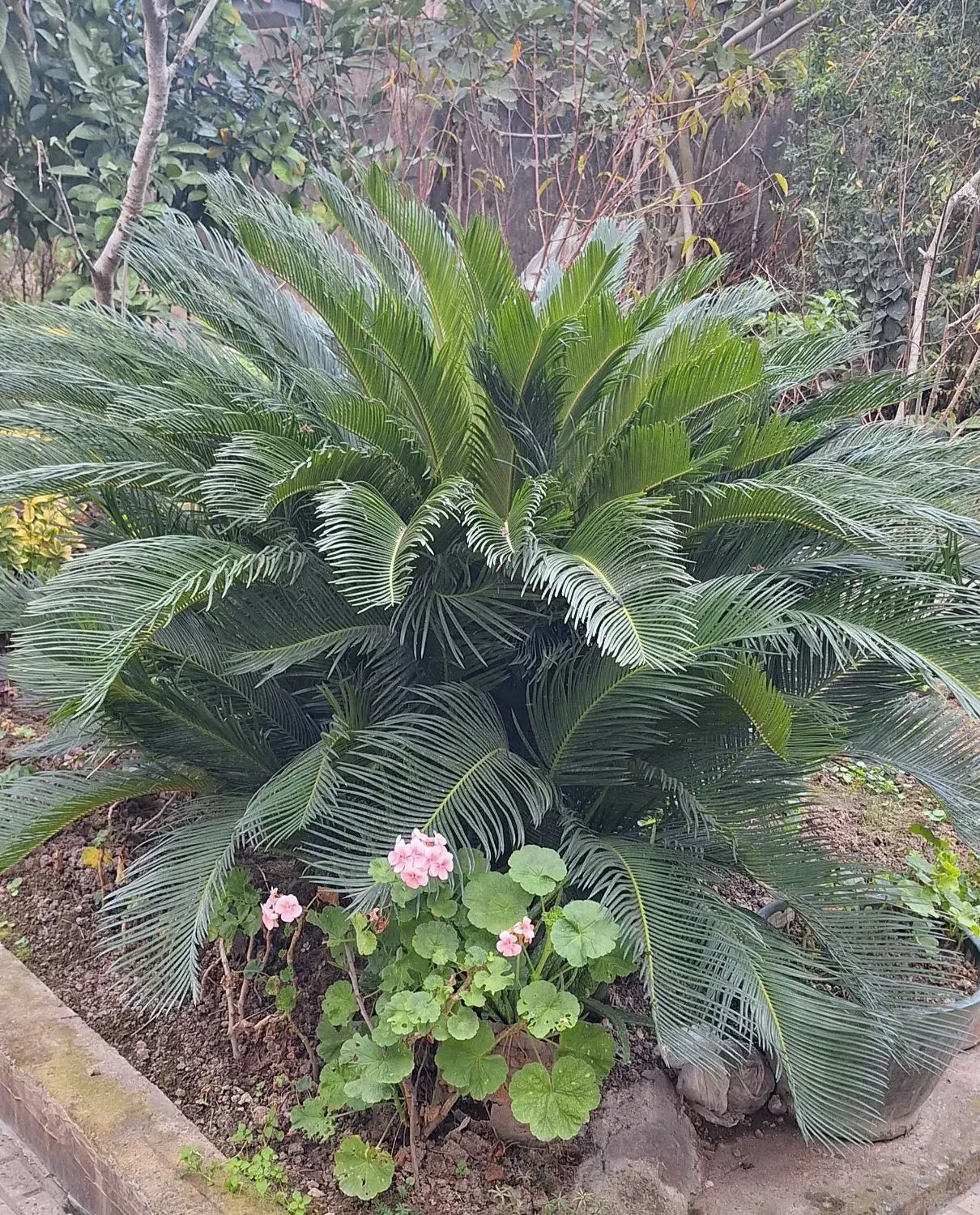 گل سیکاس|گل و گیاه طبیعی|رشت, حومه رشت|دیوار