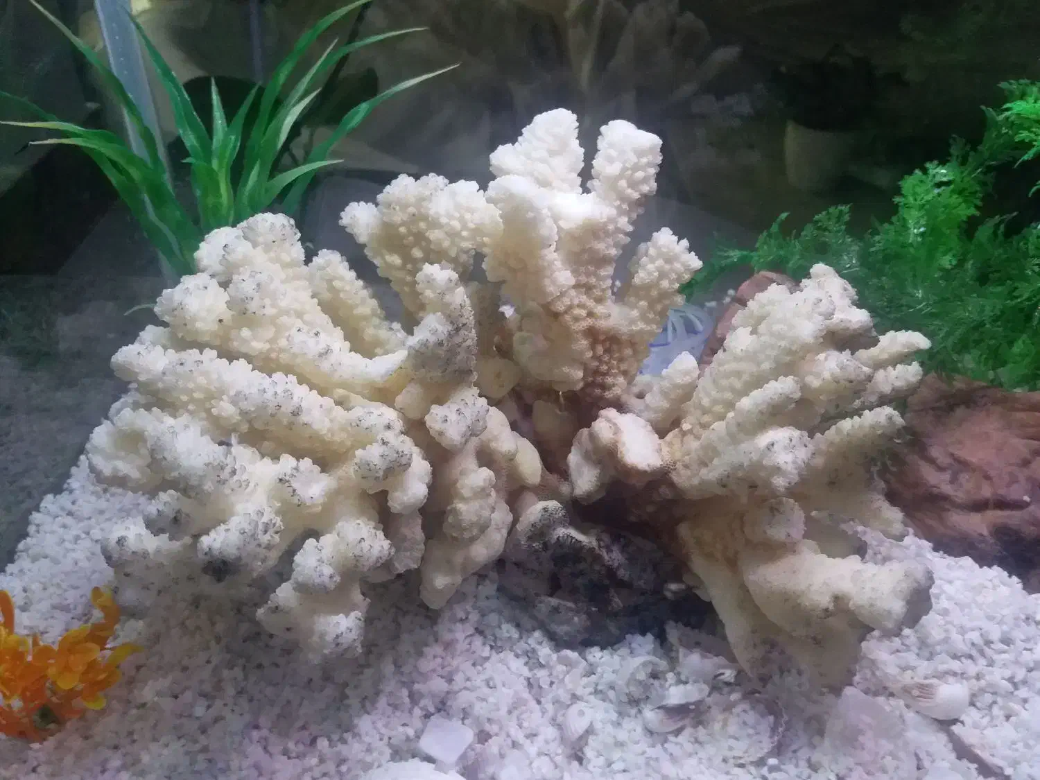 آکواریوم|ماهی|ایلام, |دیوار