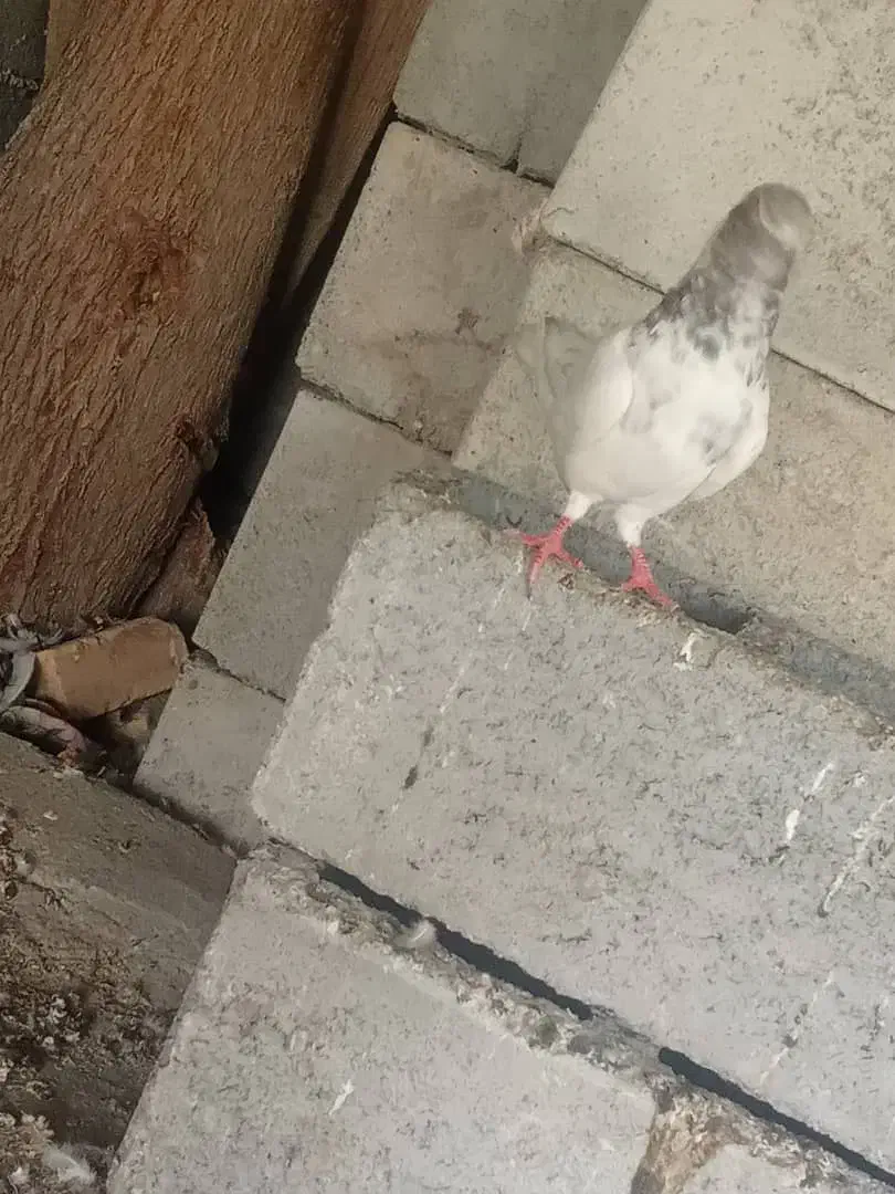 کفتر|پرنده|میناب, |دیوار