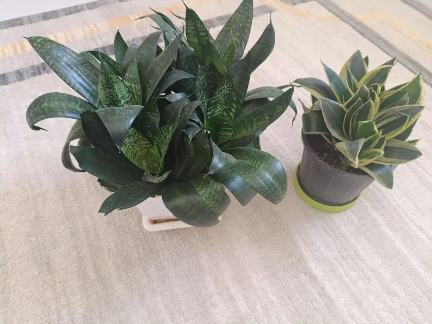 گل طبیعی|گل و گیاه طبیعی|سنندج, |دیوار