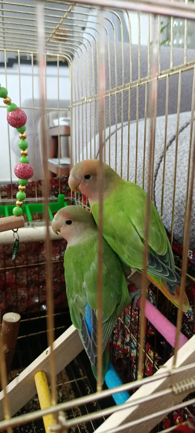 طوطی برزیلی لپ هلویی|پرنده|ملارد, |دیوار