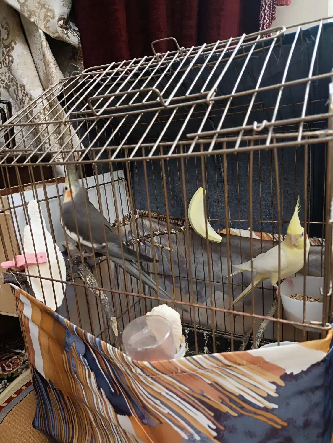 عروس هلندی مولد|پرنده|اردبیل, |دیوار