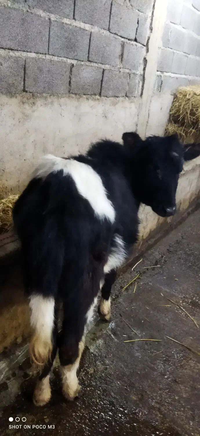 گوساله ماده  گیل دورگ|حیوانات مزرعه|سیاهکل, |دیوار