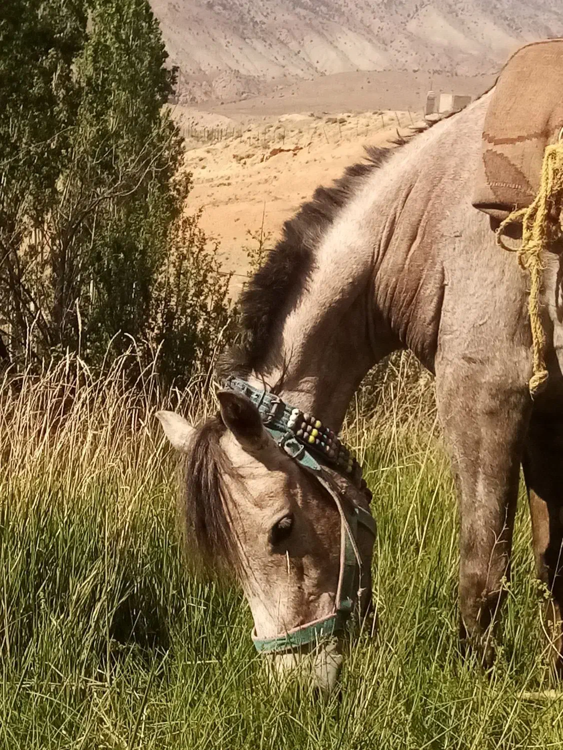 اسب مادیان|اسب و تجهیزات اسبسواری|گرگان, |دیوار