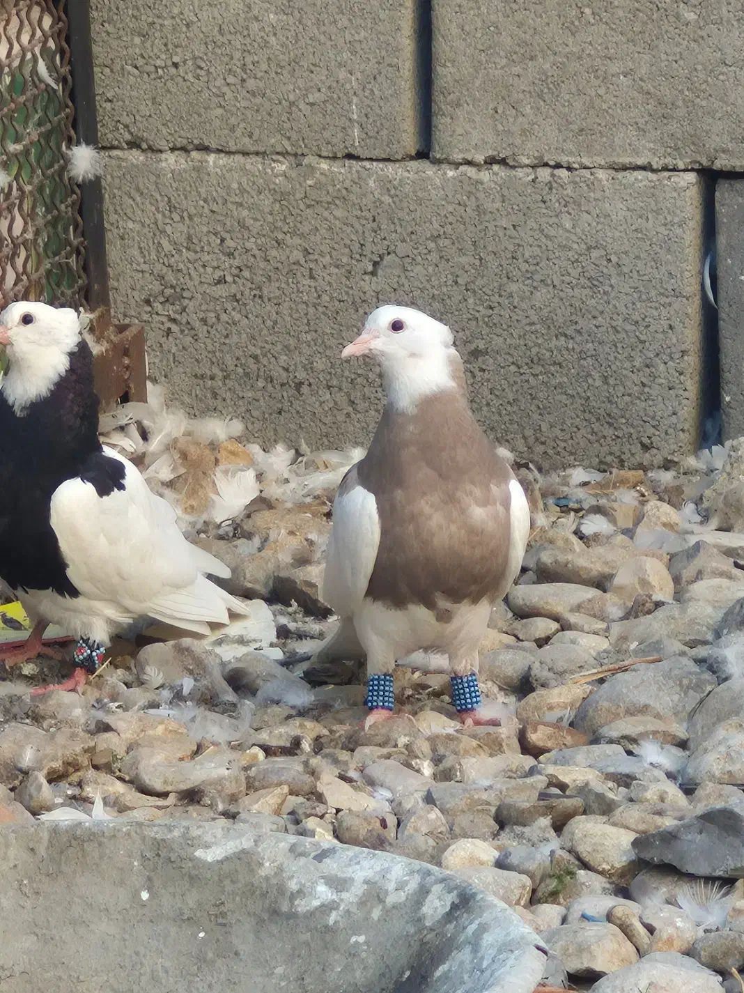 طوقی کبوتر|پرنده|لردگان, |دیوار