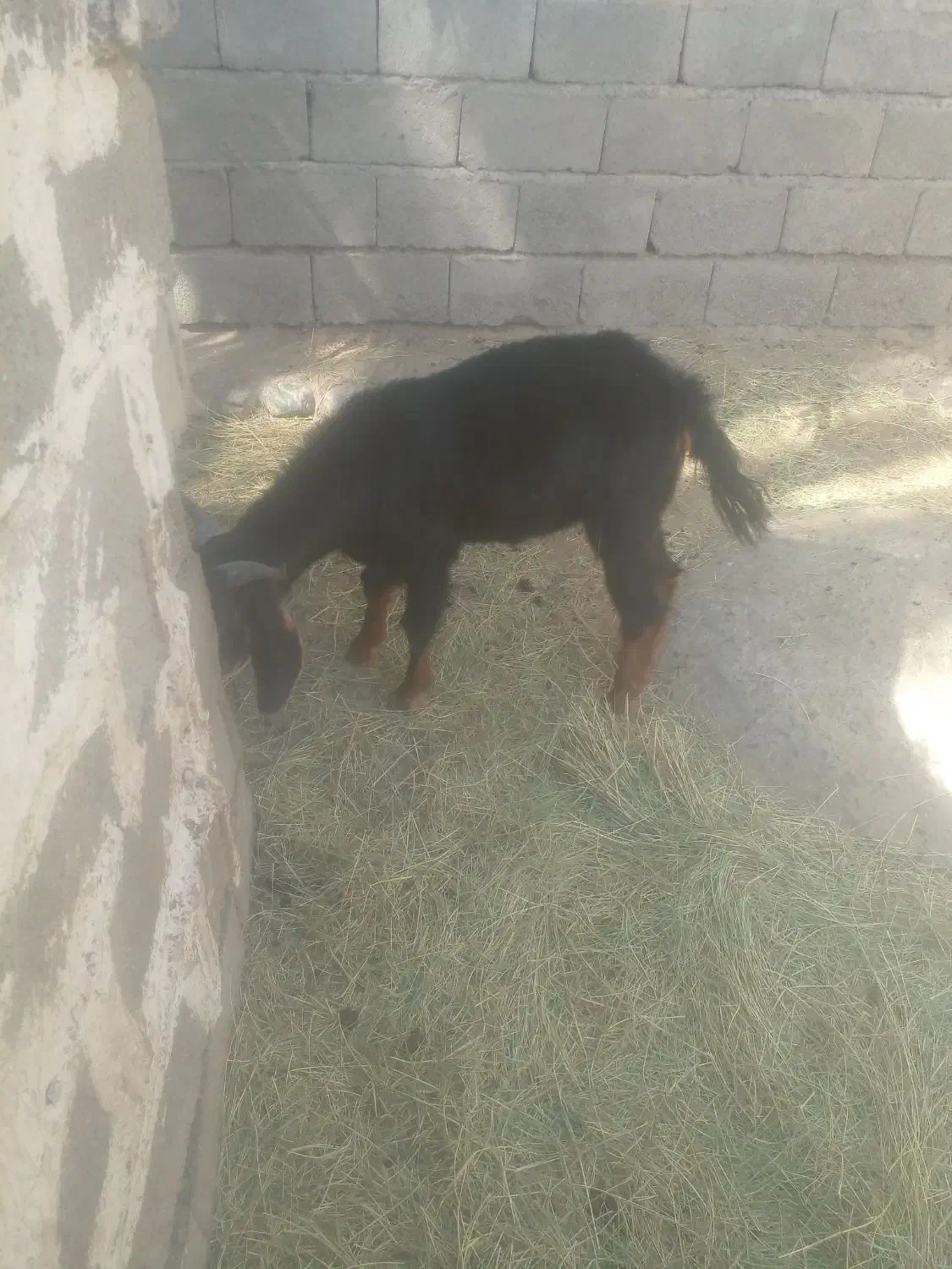 تروشت فروشی|حیوانات مزرعه|مهرستان, |دیوار