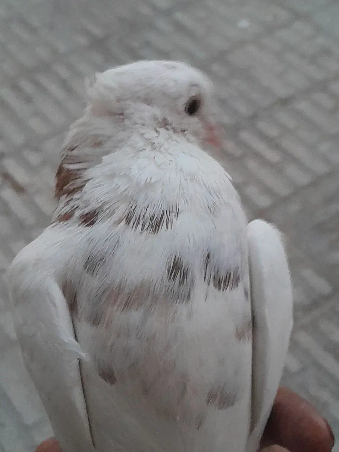 گمشده|حیوانات|ایلام, |دیوار