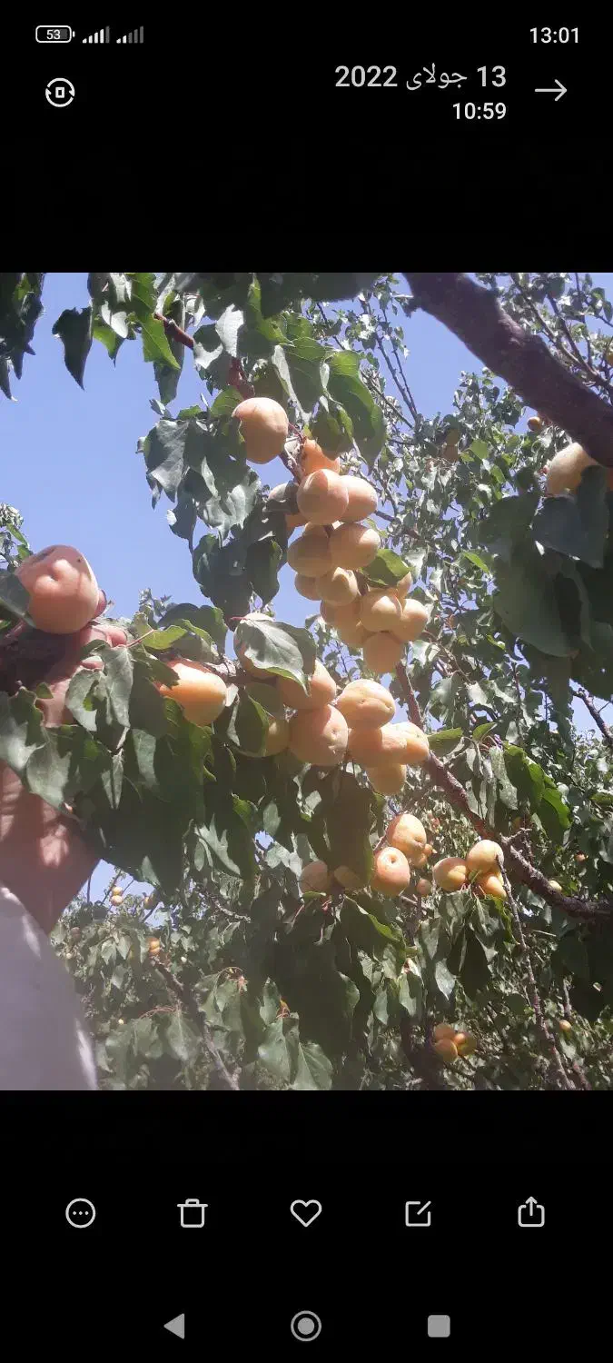 حرس کاری و کاشت درخت|خدمات باغبانی و درختکاری|شاهدشهر, |دیوار