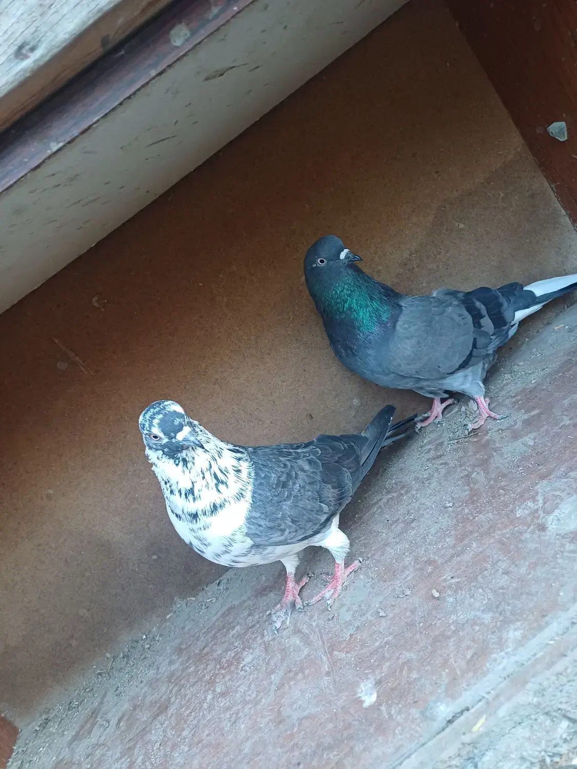 فروش کبوتر هایه پرشی|پرنده|سورک, |دیوار