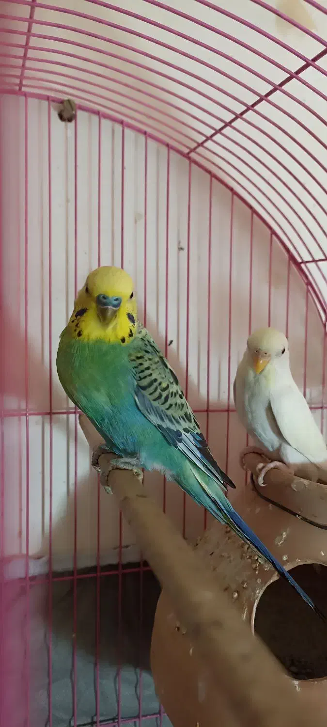 مرغ عشق  خوش رنگ|پرنده|سراوان, |دیوار