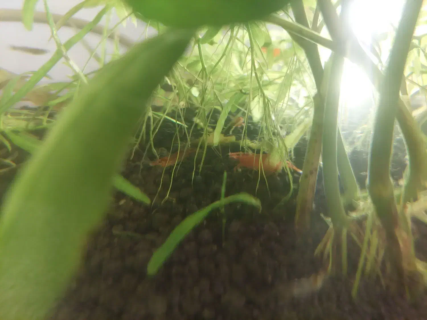 فروش تعدادی ماهی و آکواریوم استوانه ای|ماهی|محمدیه-قزوین, |دیوار