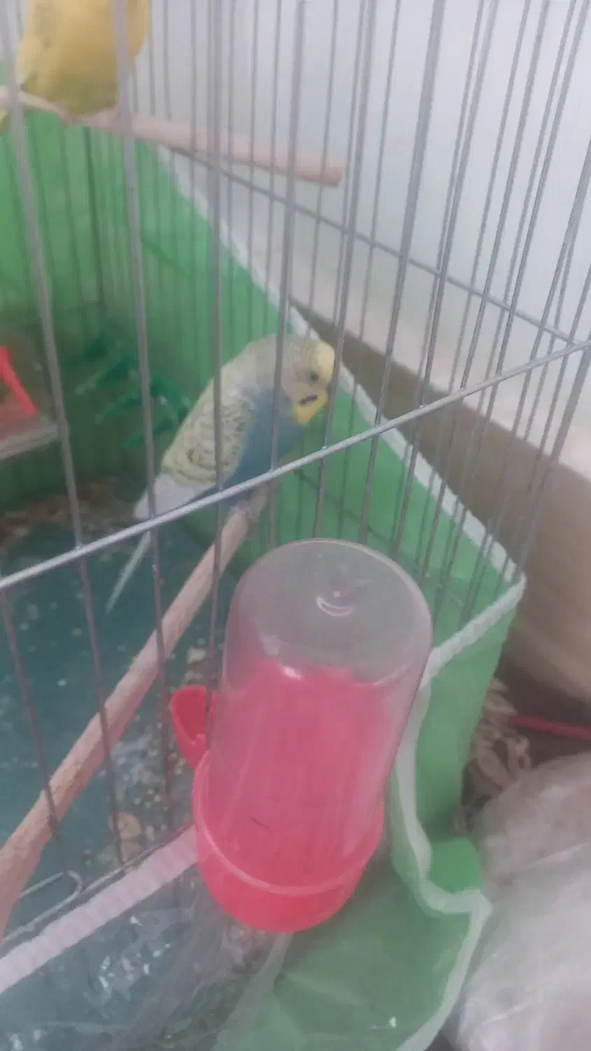 چهار عدد مرغ عشق سرحال وجفت|پرنده|اسفراین, |دیوار