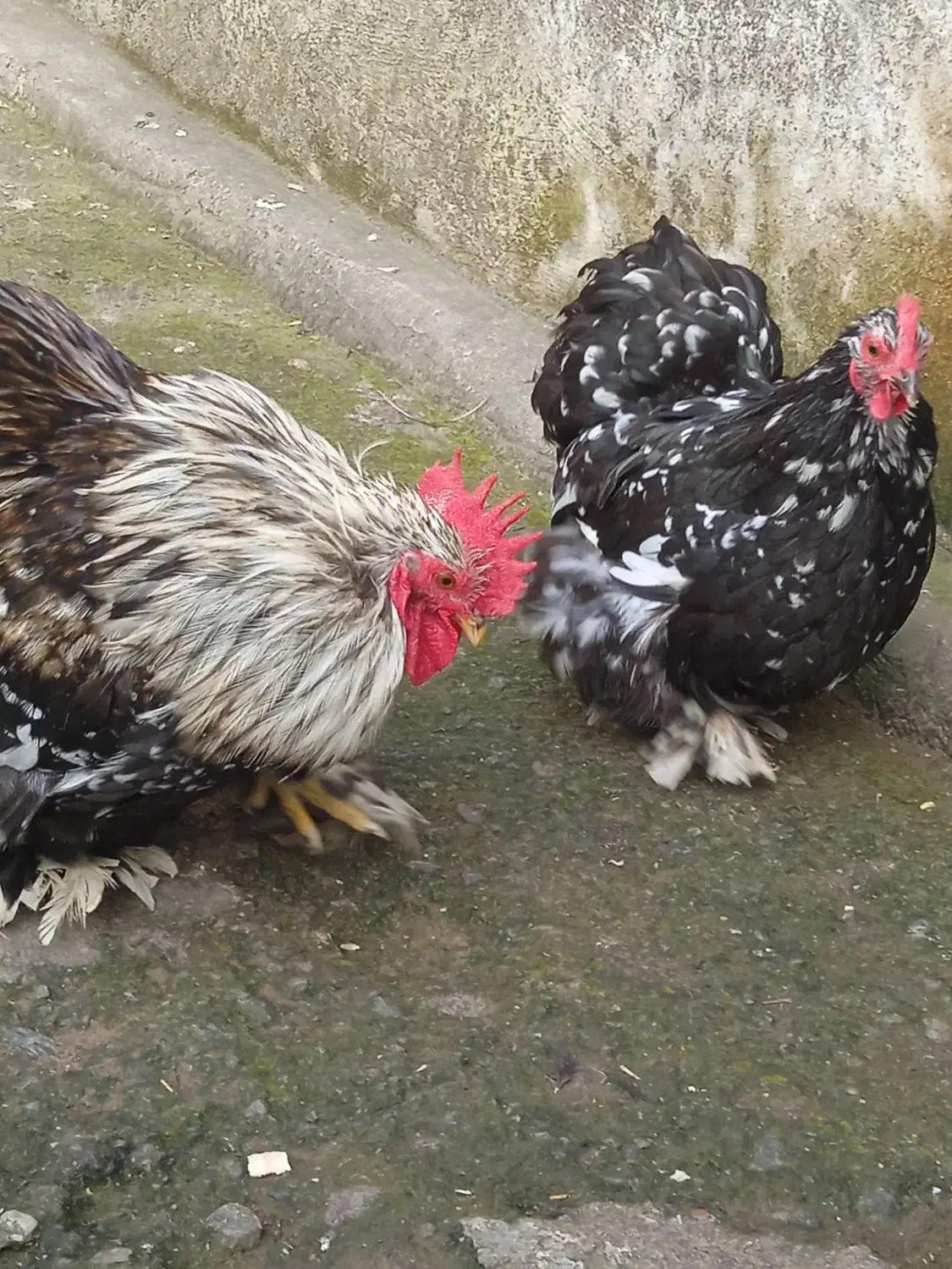 مرغ خروس معاوضه با کبوتر|حیوانات مزرعه|رشت, تازه آباد|دیوار