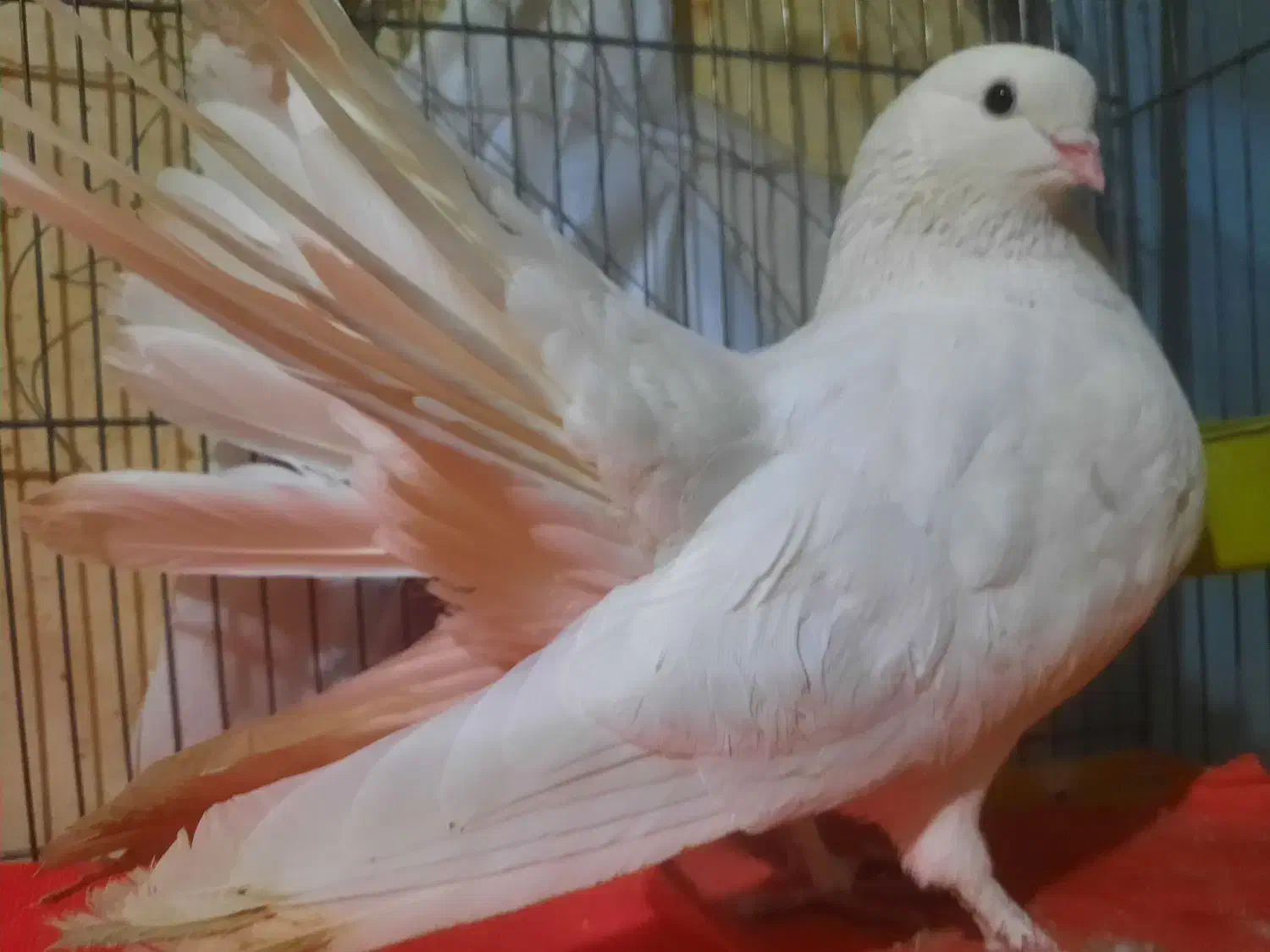 کبوتر نر|پرنده|تهران, منیریه|دیوار