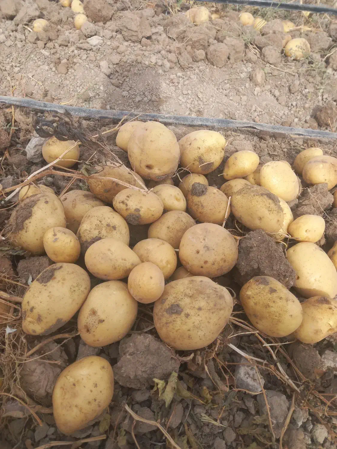 فروش زمین کشاورزی|فروش دفتر صنعتی، کشاورزی، تجاری|اقلید, |دیوار