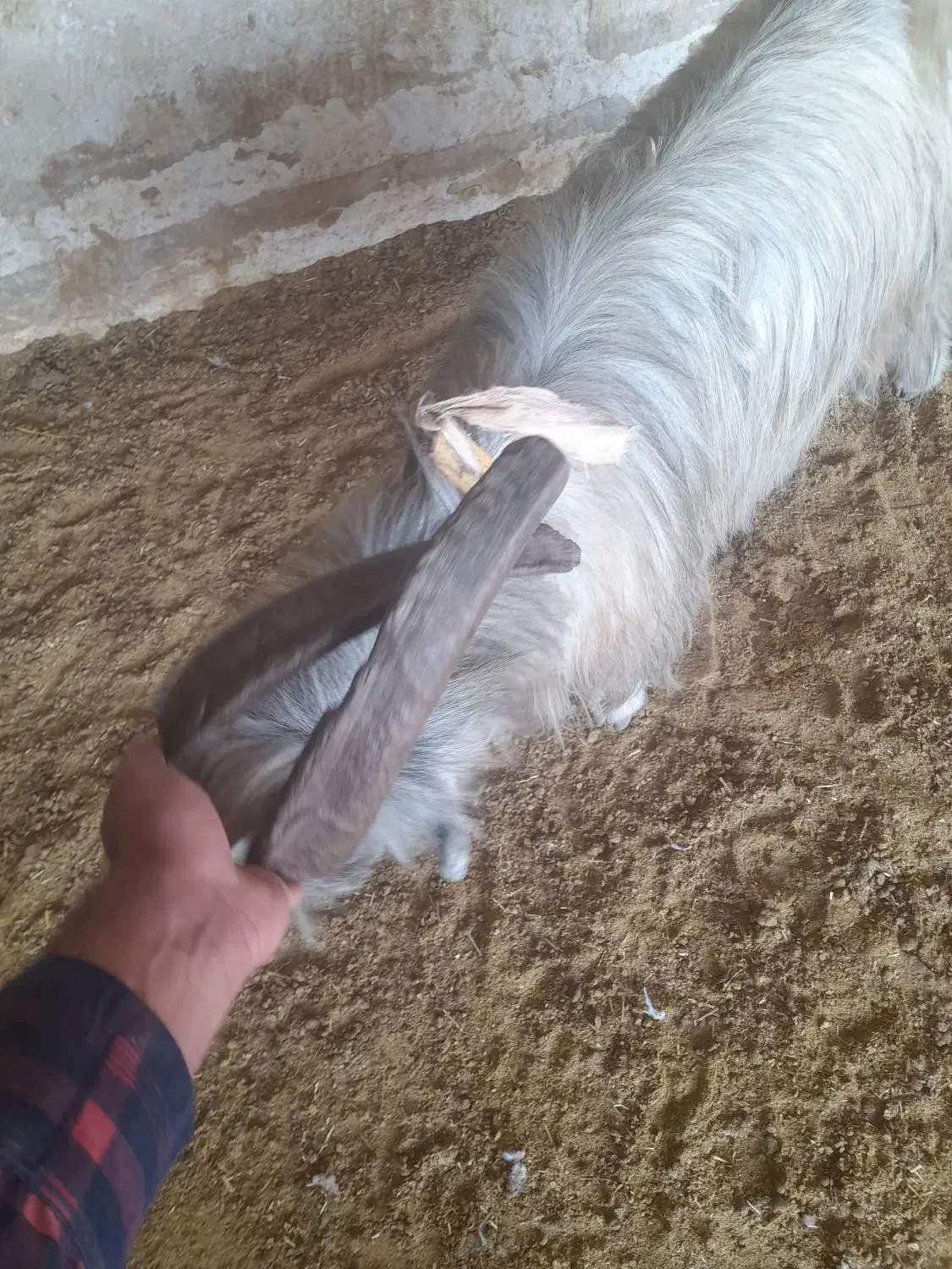 پازن تخمی دو ساله|حیوانات مزرعه|کازرون, |دیوار