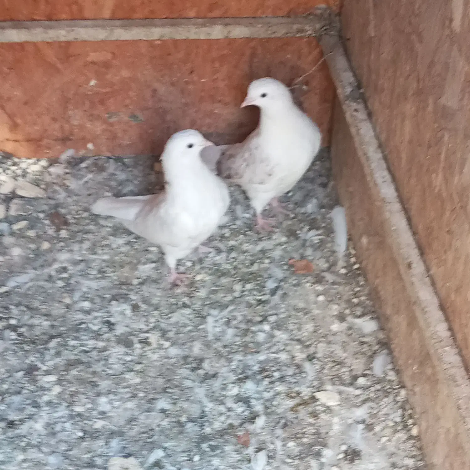 جوجه کبوتر|پرنده|خمینی‌شهر, |دیوار