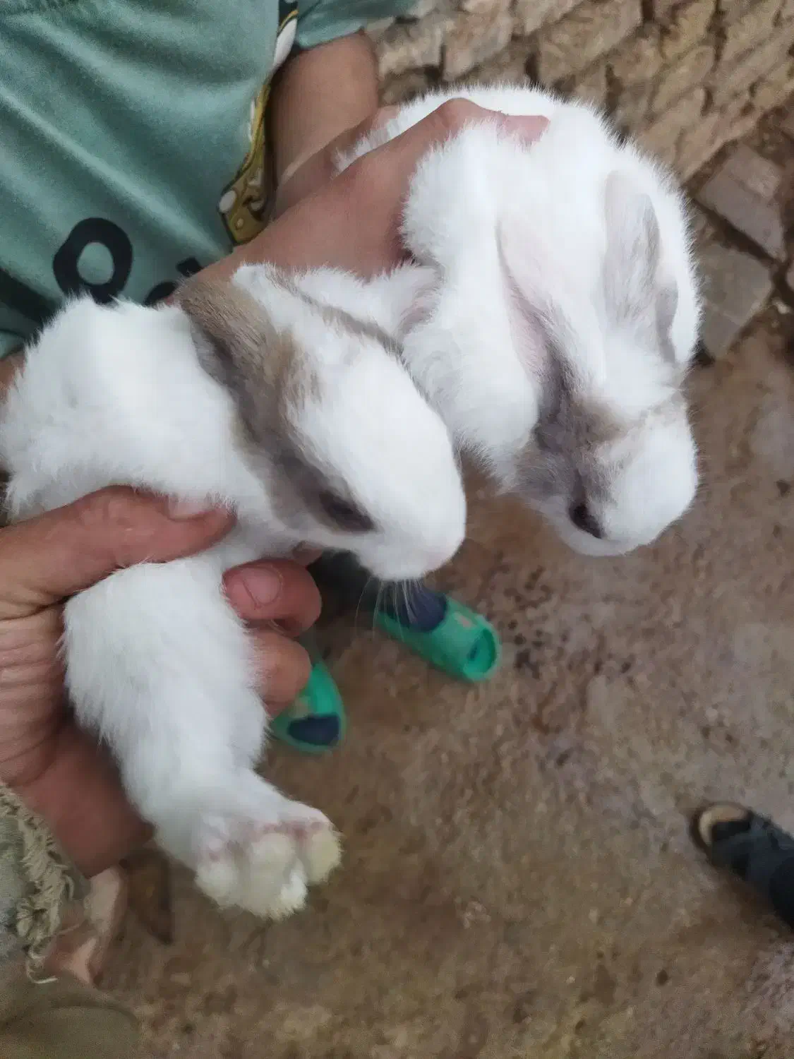 بچه خرگوش|موش و خرگوش|قوچان, |دیوار