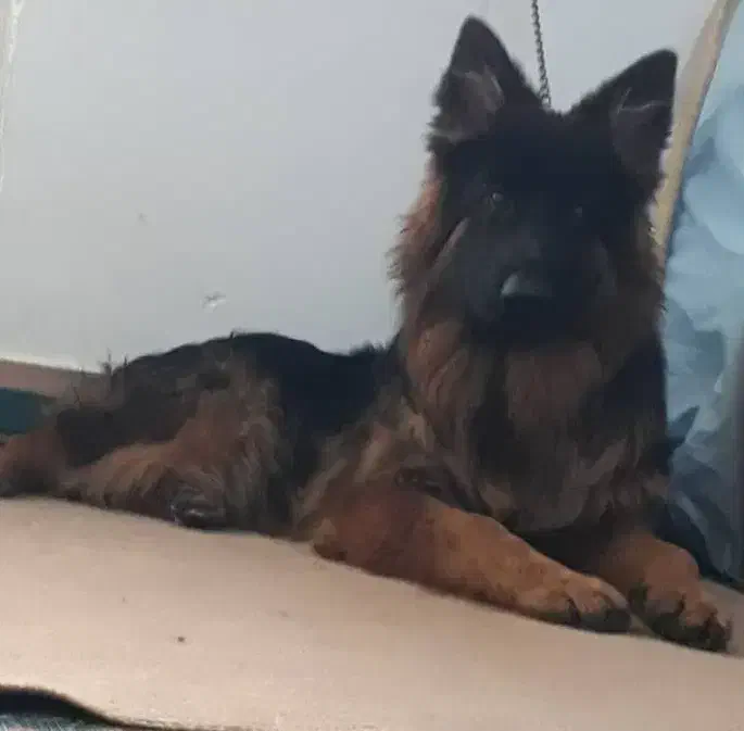 ژرمن بلک فیس|سگ|بهبهان, |دیوار