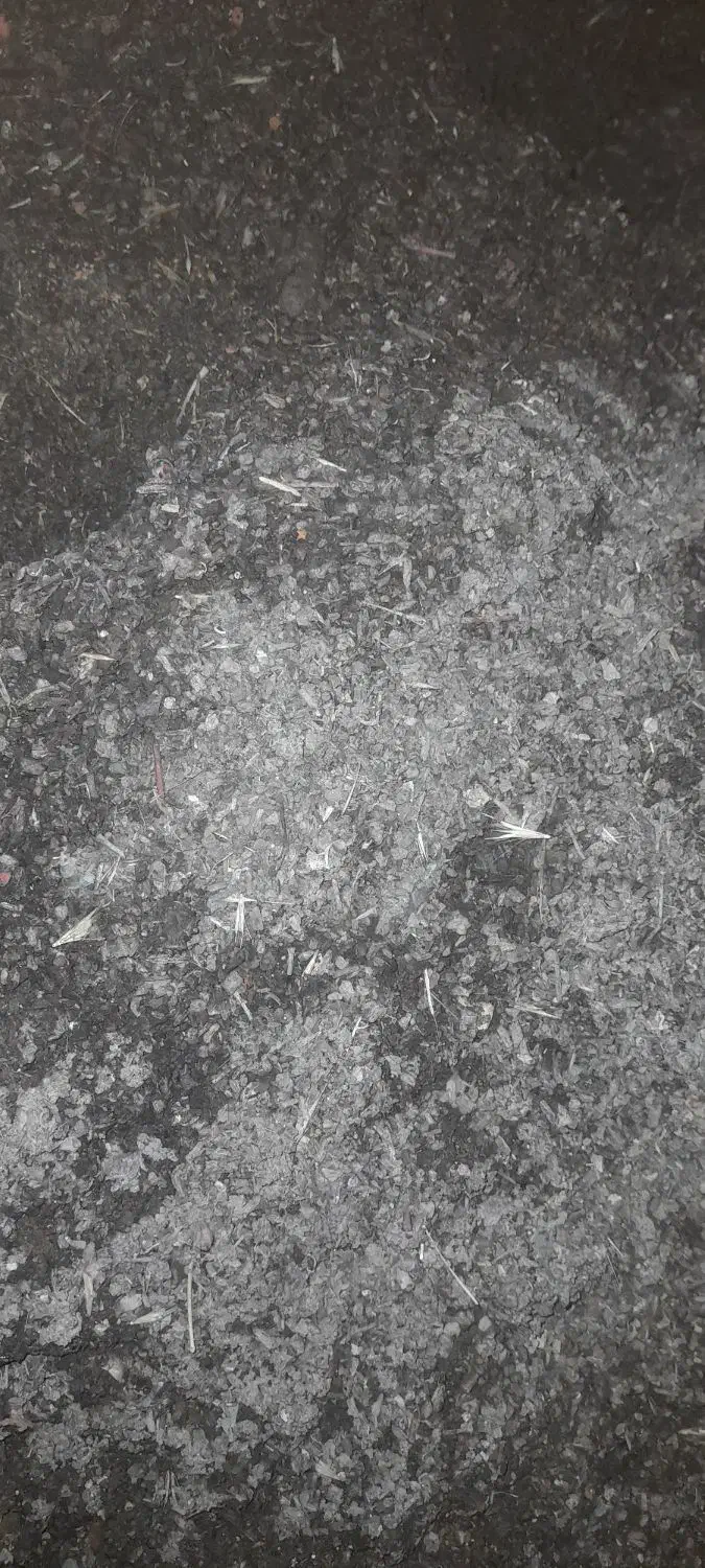 فروش کود درخت بنه|عمدهفروشی|مشهد مرغاب, |دیوار