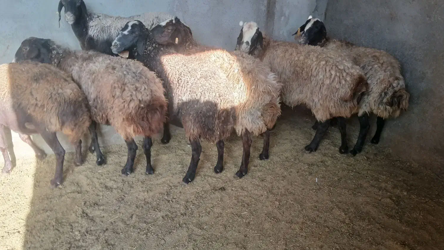 گوسفند میش جوان شال|حیوانات مزرعه|بشاریات, |دیوار