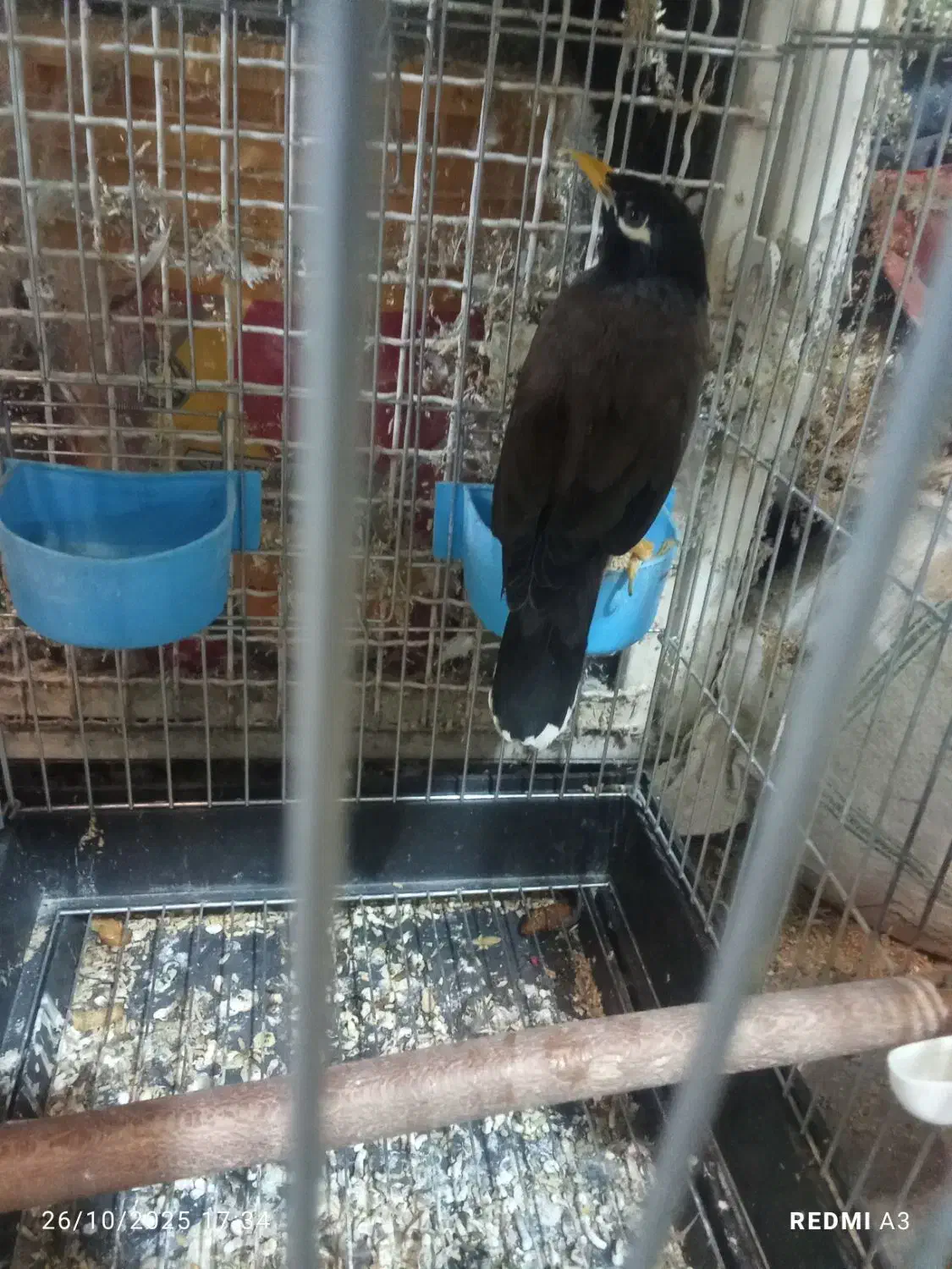 مرغ مینا زیبا باهوش|پرنده|فسا, |دیوار