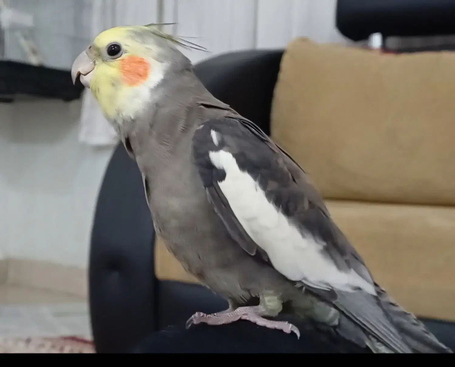 گمشده|حیوانات|ایلام, |دیوار