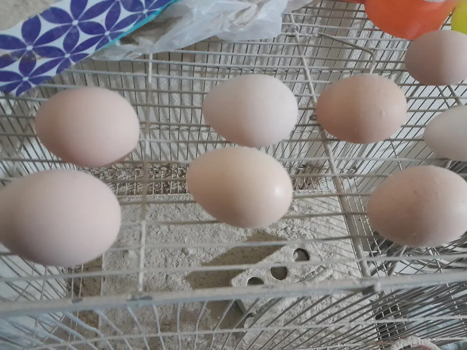 تخم نطفه دار برهما|حیوانات مزرعه|نجفآباد, امام خمینی|دیوار