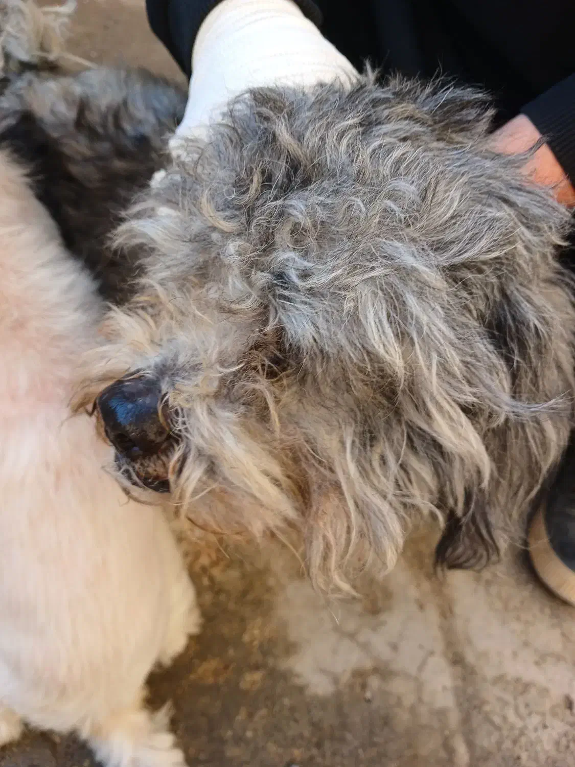 سگ شیتزو|سگ|رباطکریم, رباطکریم|دیوار