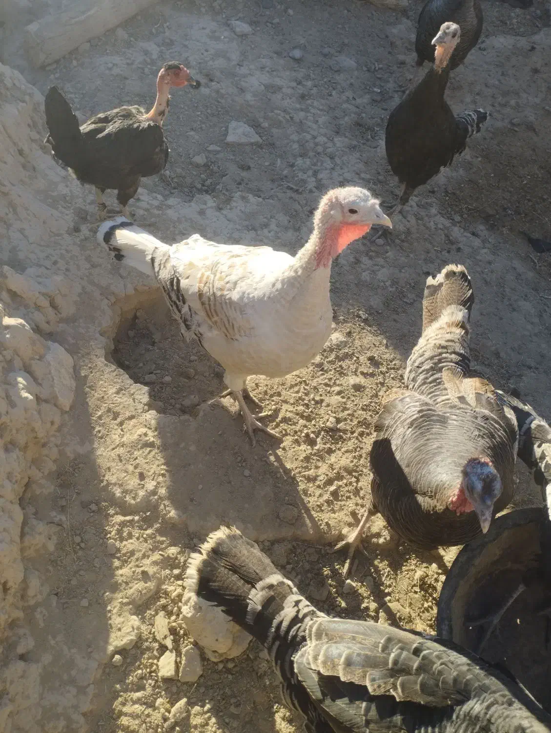 بوقلمون|حیوانات مزرعه|خمک, |دیوار