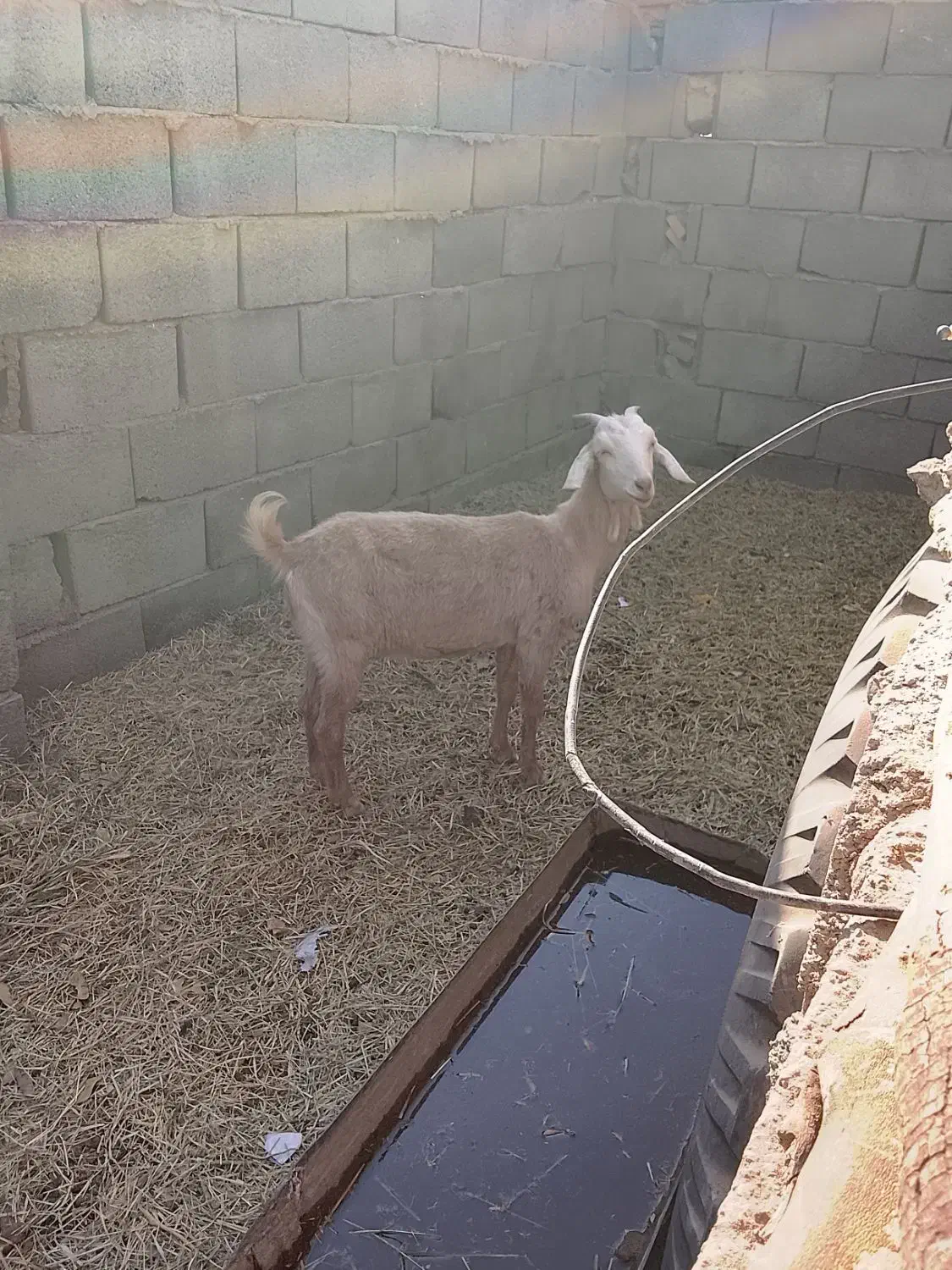 بزغاله|حیوانات مزرعه|رفسنجان, |دیوار