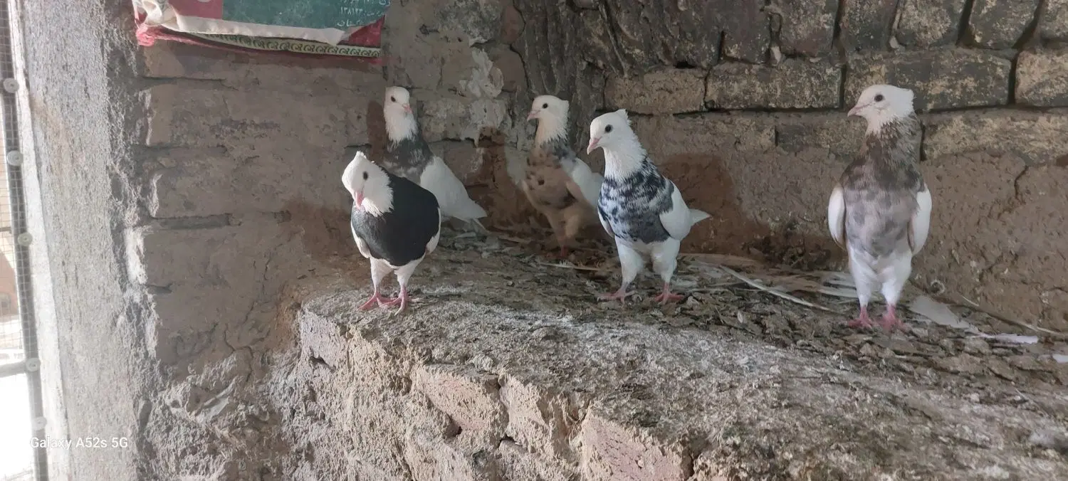 طوقی|پرنده|کنگاور, |دیوار