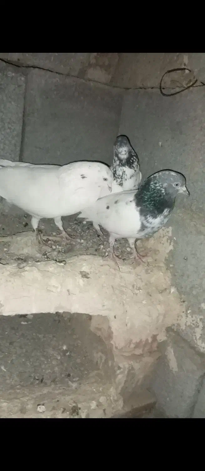 کبوتر پرشی|پرنده|ایرانشهر, |دیوار