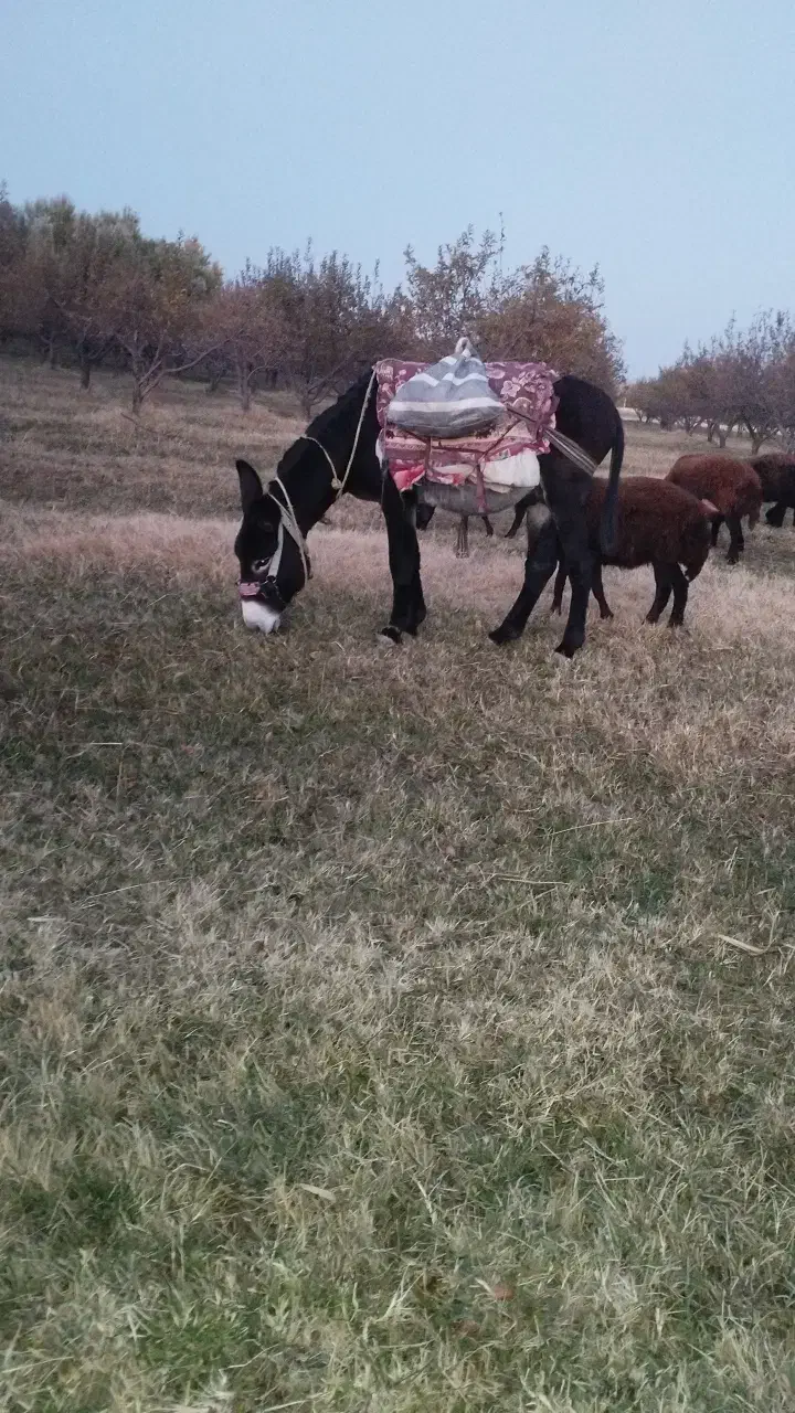 الاغ|حیوانات مزرعه|ماهنشان, |دیوار