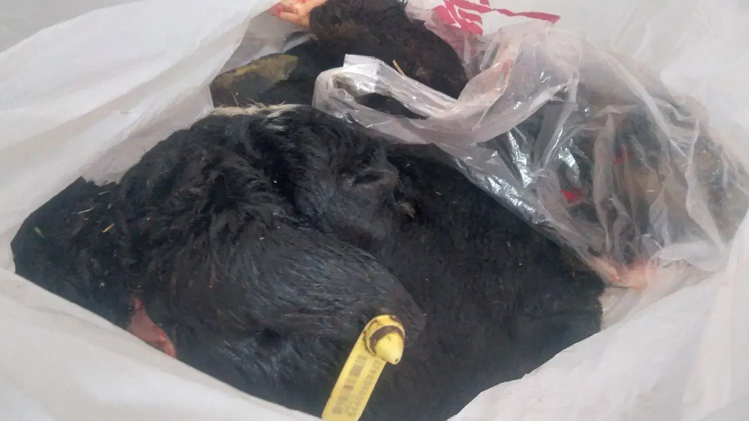 کله پاچه کامل|خوردنی و آشامیدنی|قم, قلعه کامکار|دیوار