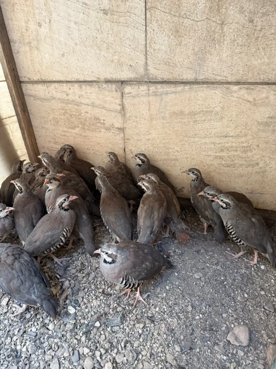 بلدرچین های ۴ماهه پرورشی|حیوانات مزرعه|تهران, پرستار|دیوار