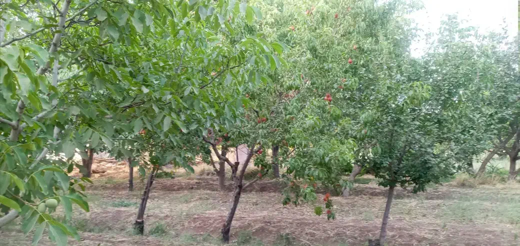 باغ|فروش دفتر صنعتی، کشاورزی، تجاری|اقبالیه, |دیوار