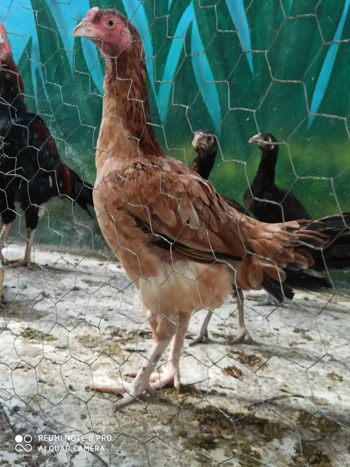 مرغ و خروس لاری|حیوانات مزرعه|خورموج, |دیوار