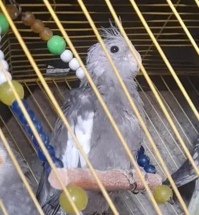 جوجه عروس هلندی|پرنده|بجنورد, |دیوار