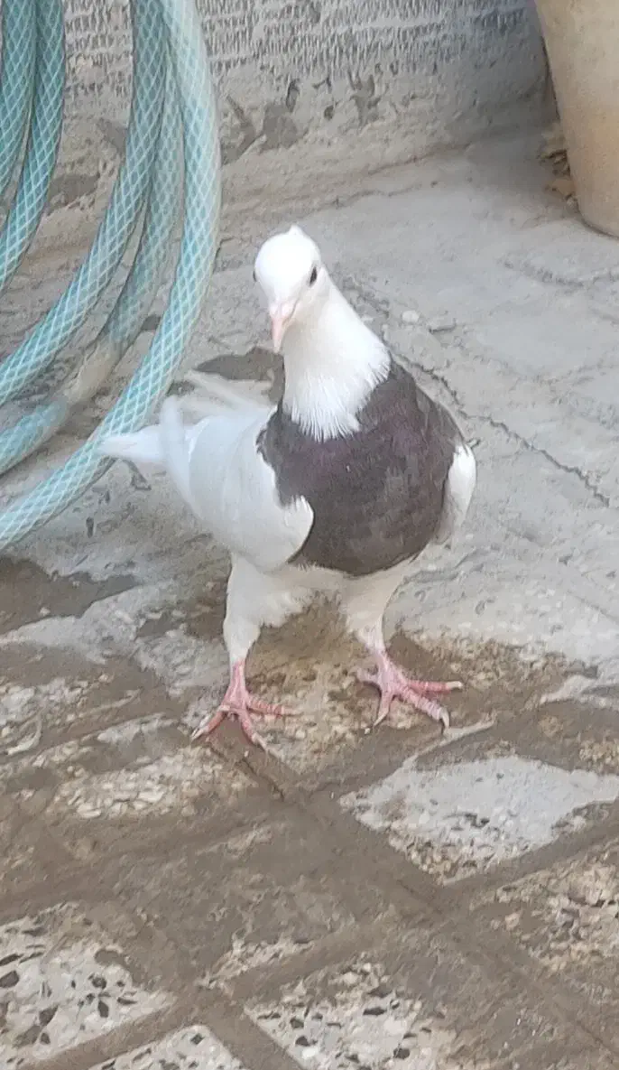 کبوتر طوقی مفلق|پرنده|اصفهان, طامه|دیوار