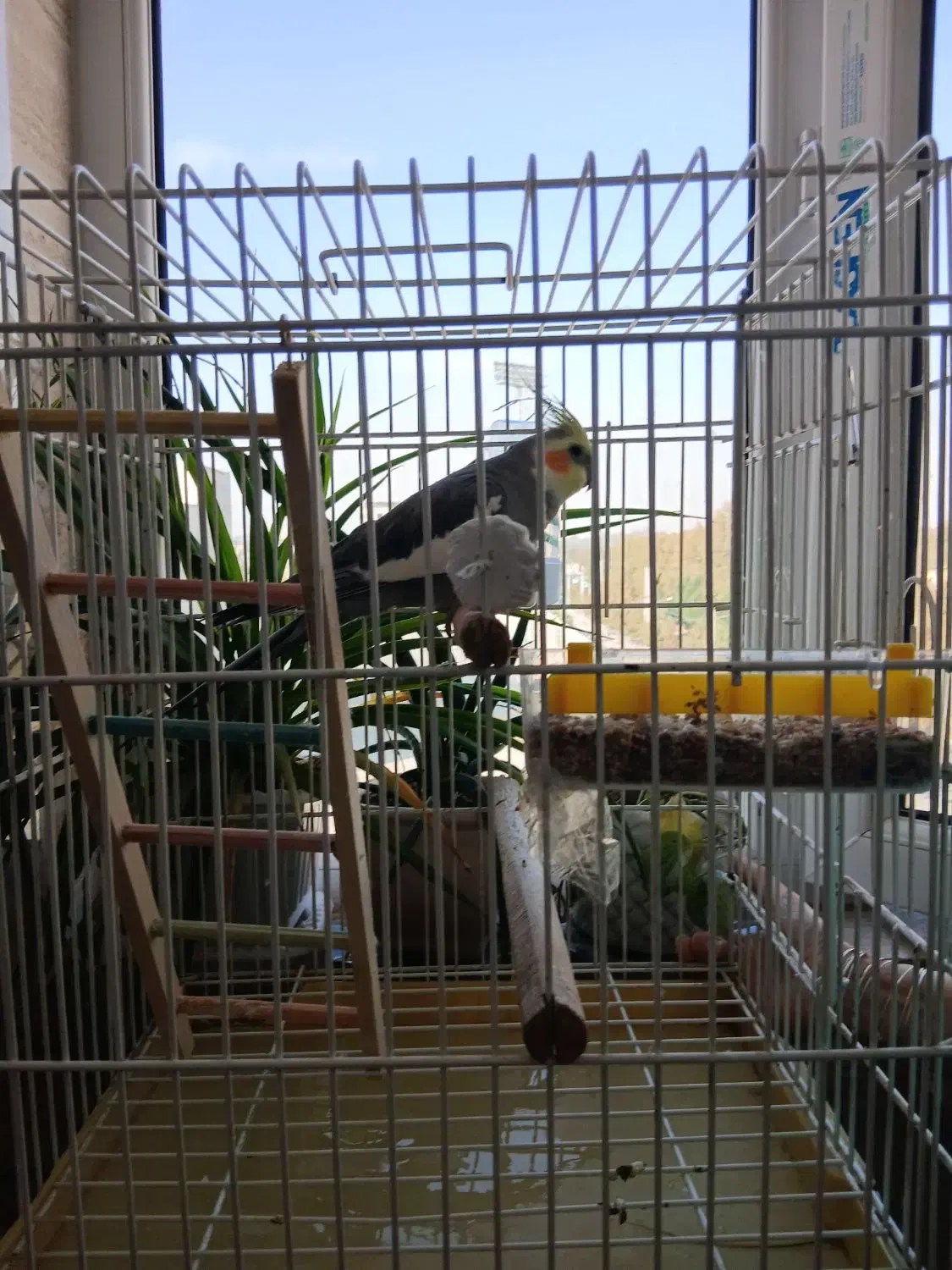 عروس هلندی سخنگو|پرنده|شهریار, شهرک امیریه|دیوار