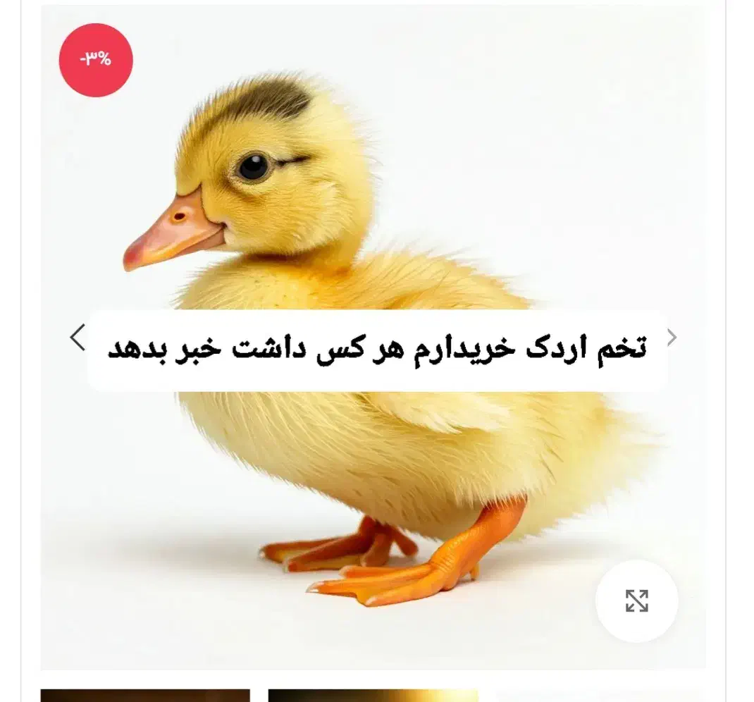 تخم اردک|حیوانات مزرعه|زابل, |دیوار