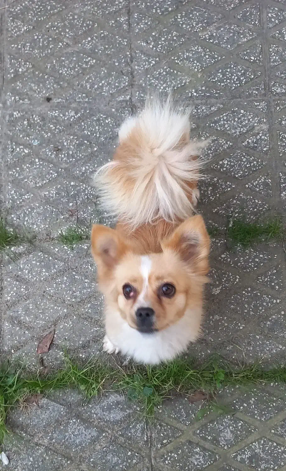 فروش. چون شرایط نگهداری رو ندارم|سگ|قائمشهر, |دیوار